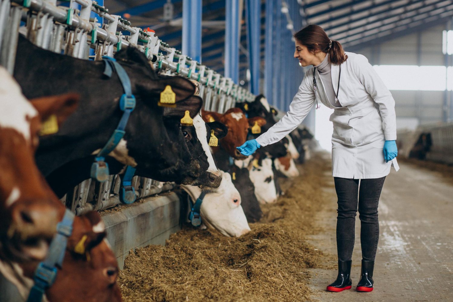 Diploma in Animal Health and Production in Kenya: Requirements, Colleges, Fees, and Careers